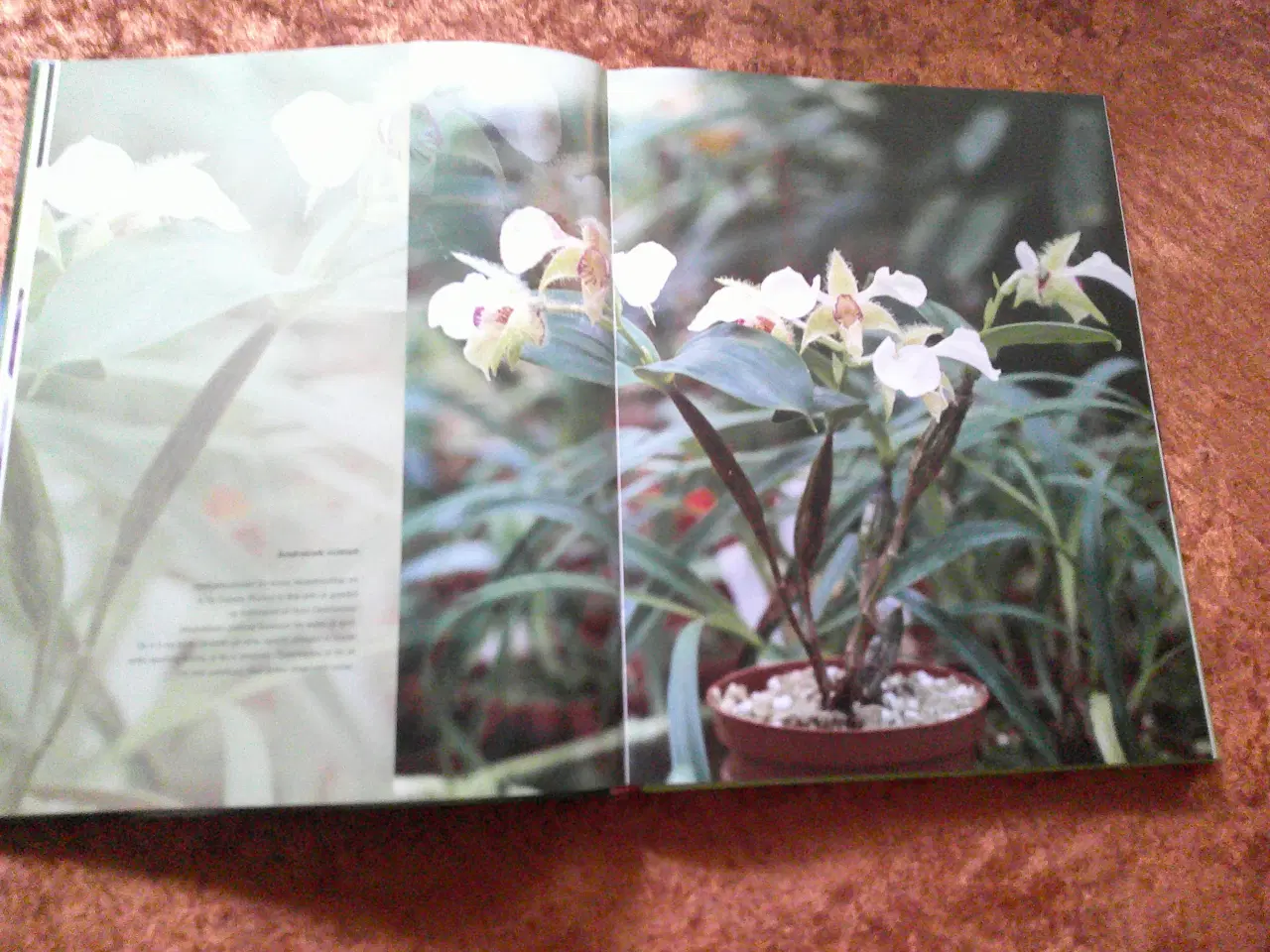 Billede 2 - Orkidéliv, Ulla Dietl, John Vanges