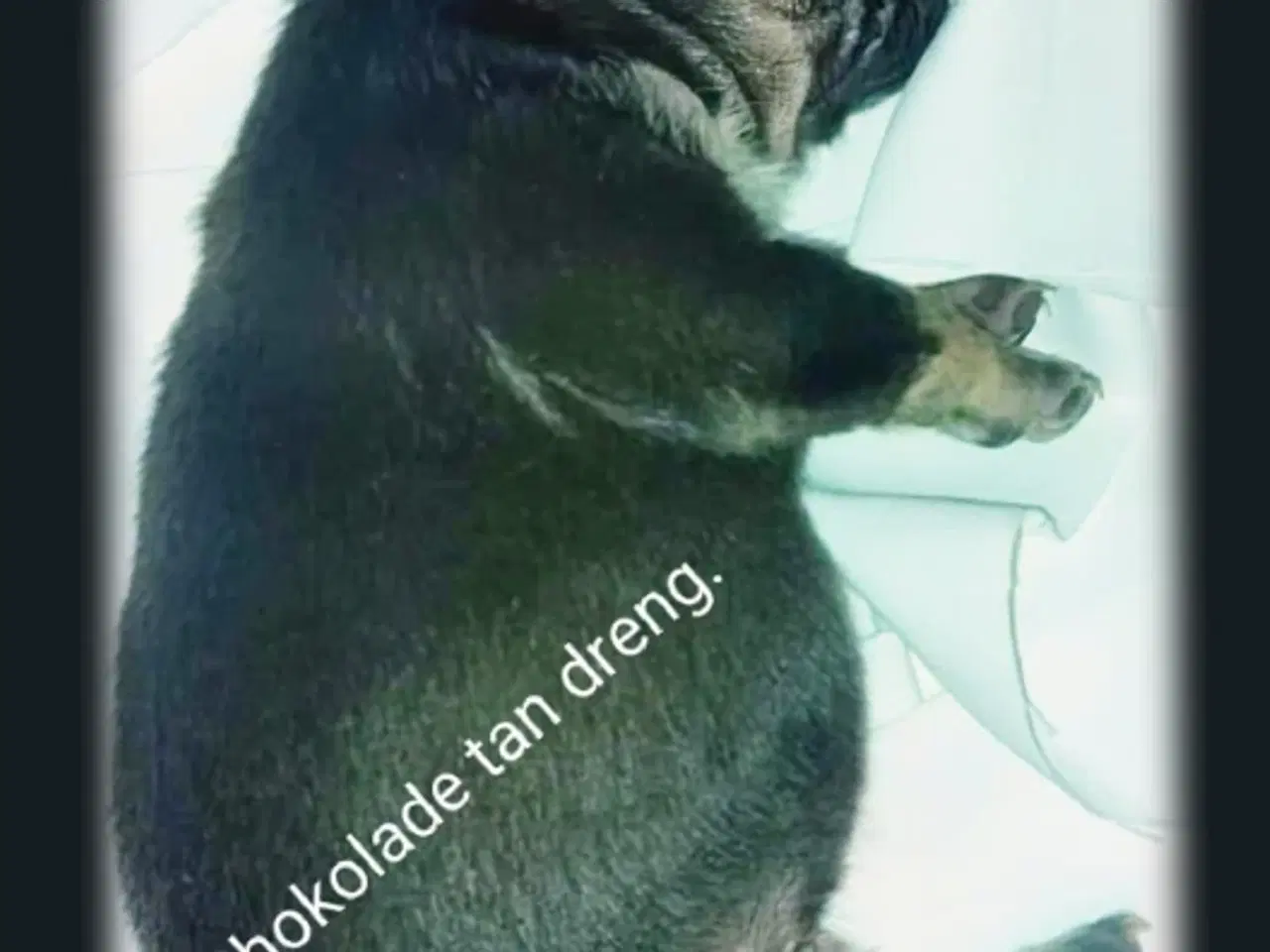 Billede 7 - Fransk bulldog hvalpe.