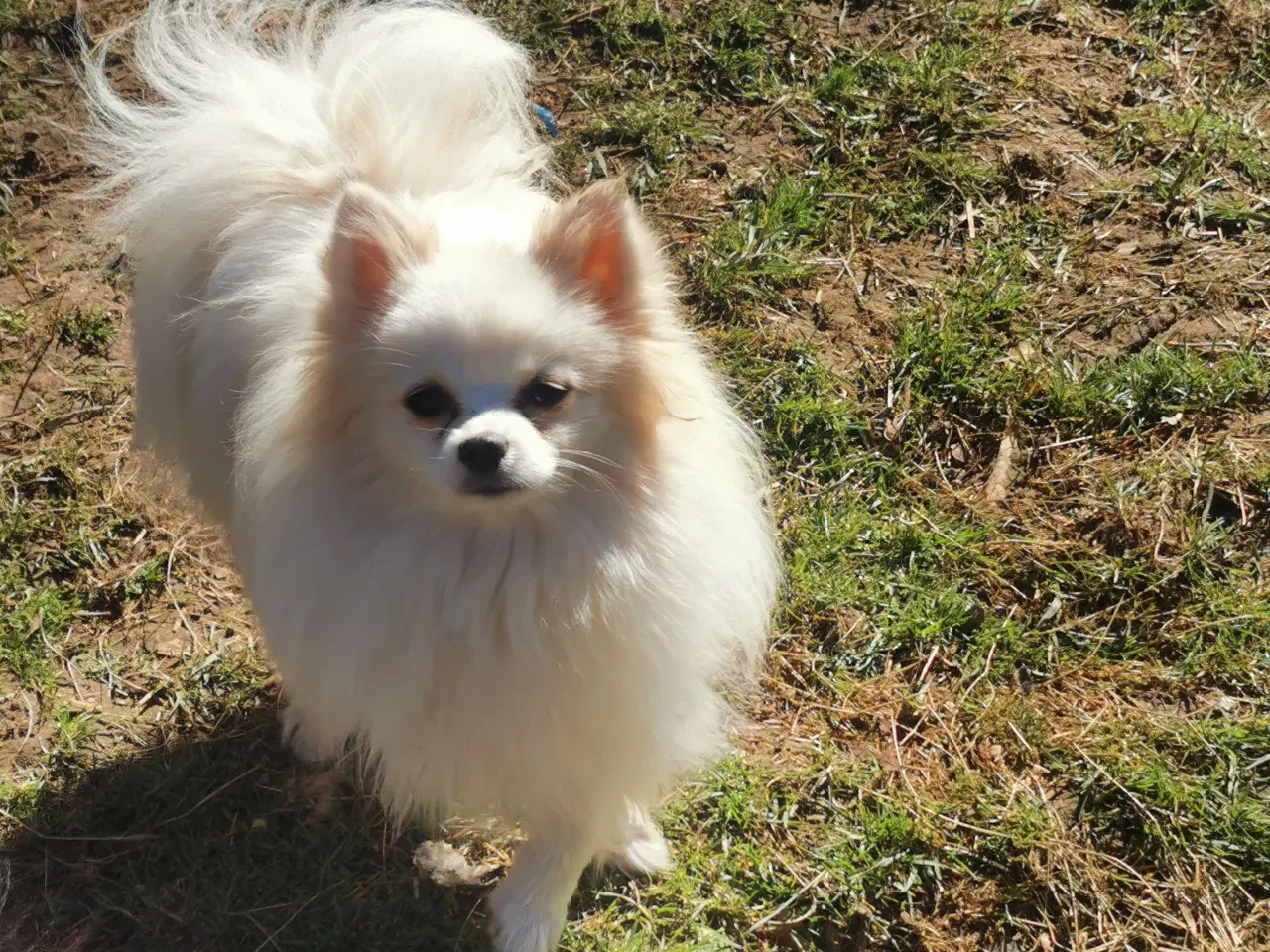 Billede 2 - Pomchi og chihuahua 