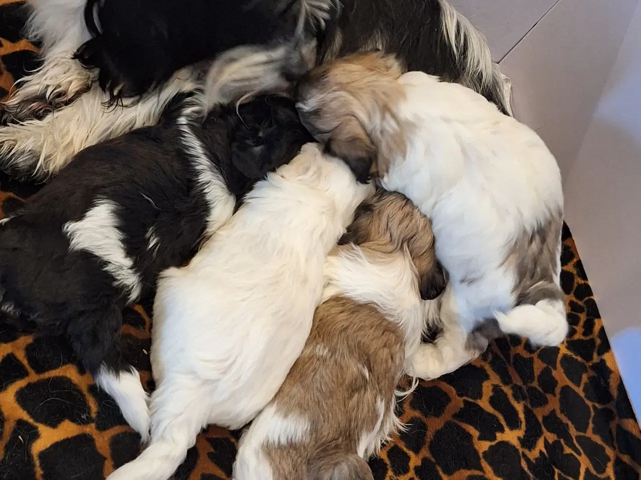 Billede 1 - shih tzu blanding allergivenlig