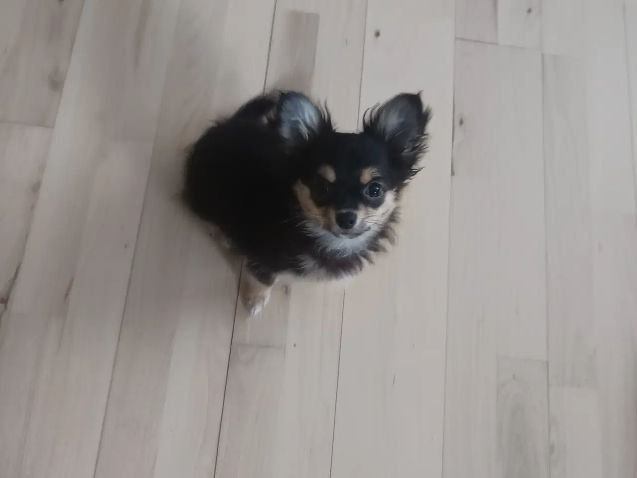 Billede 3 - Chihuahua/Pomeranian 