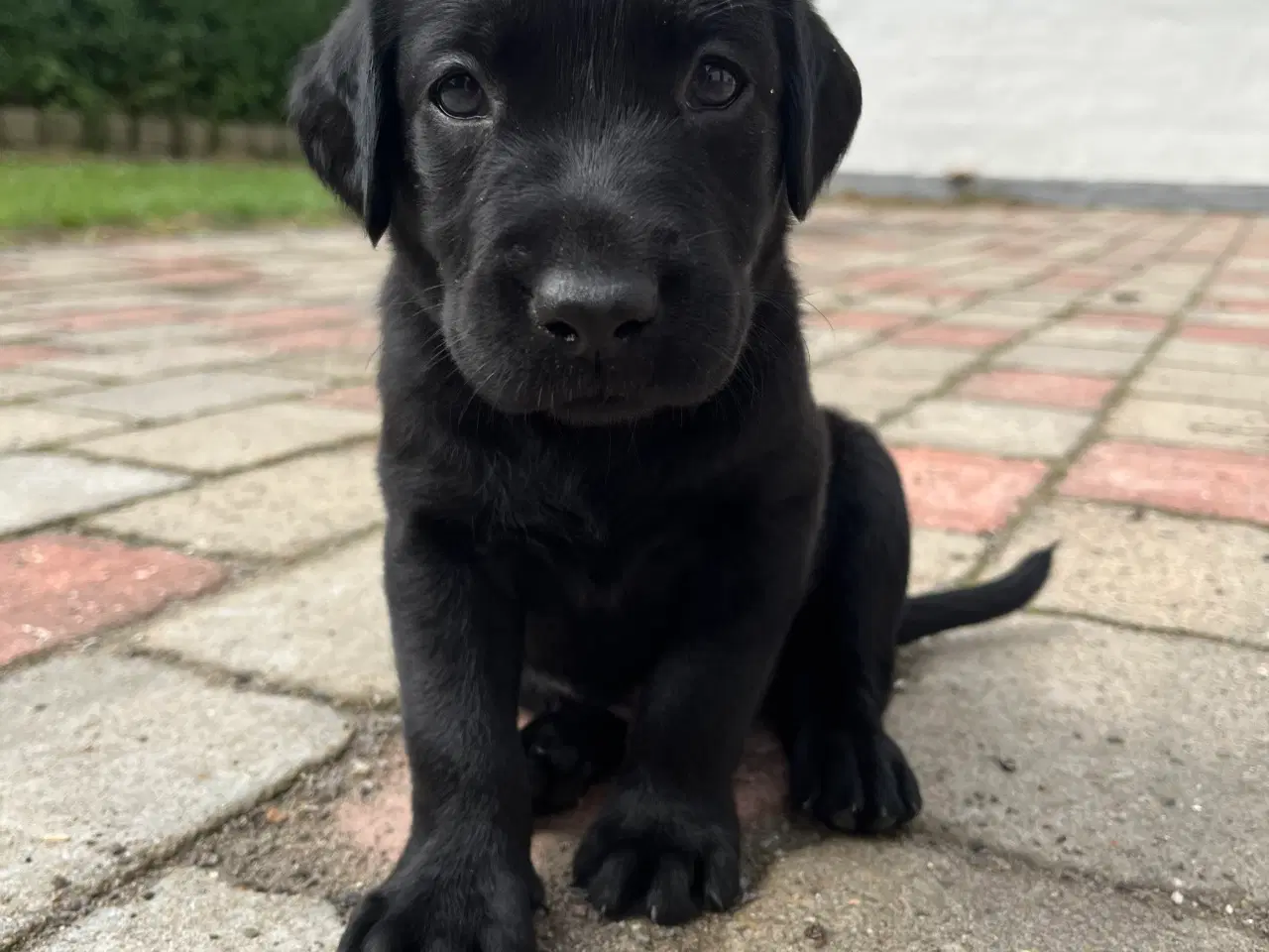 Billede 1 - 🐾 Labrador Formel 1 Hvalpe til Salg 🐾
