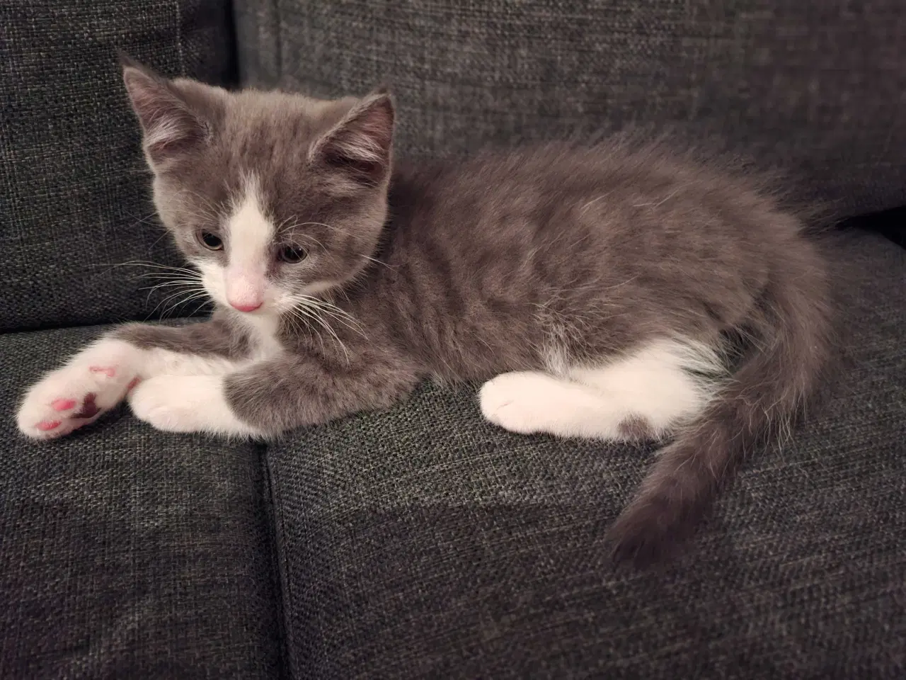 Billede 2 - Killinger - Mainecoone blanding