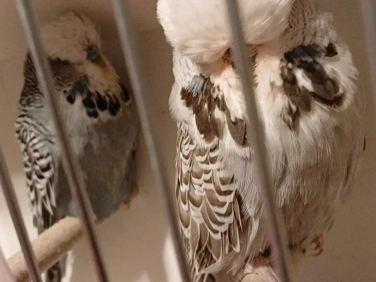 Billede 1 - 1 par Engelske undulater 