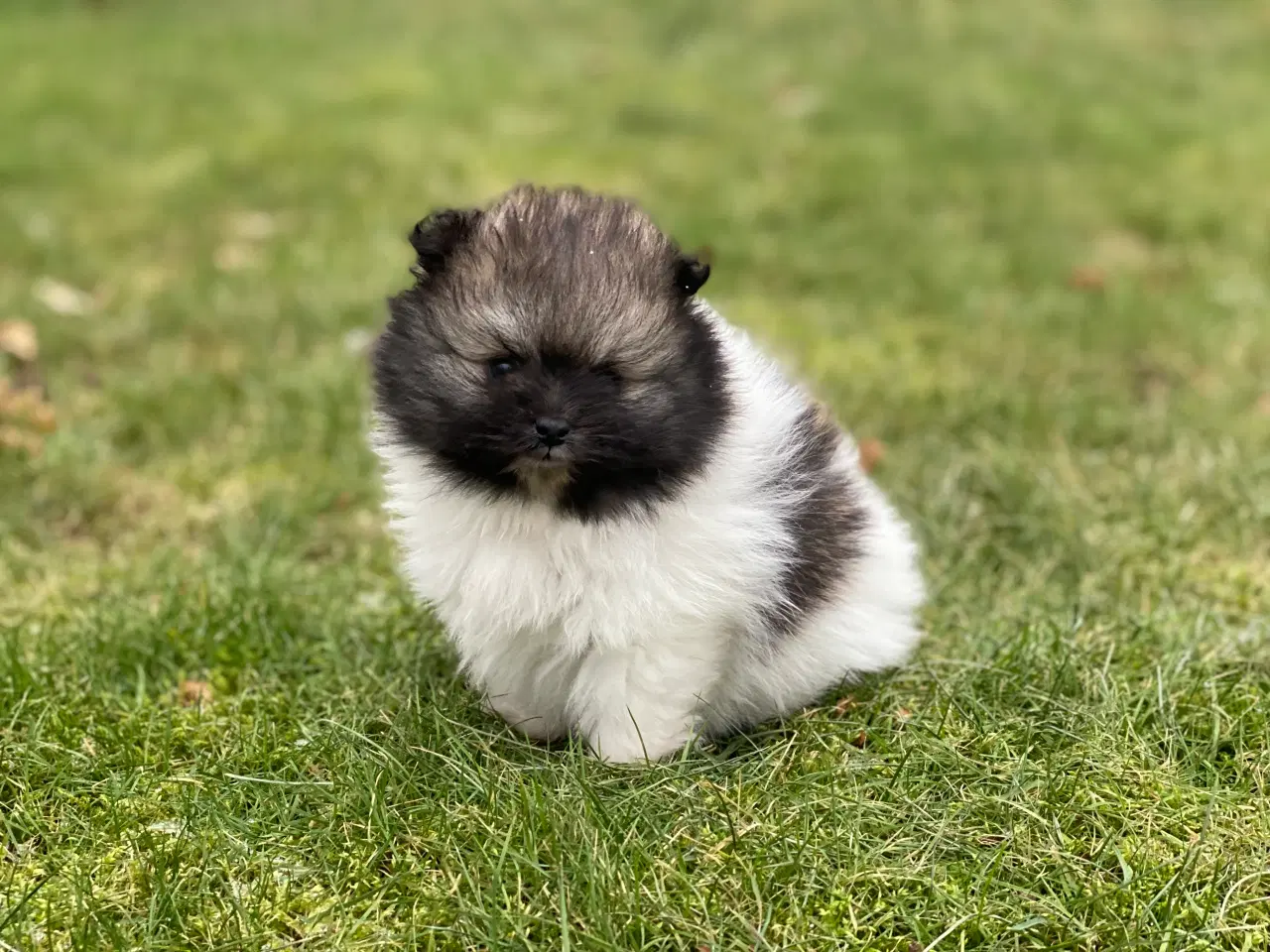 Billede 3 - DKK skønne Pomeranian drenge