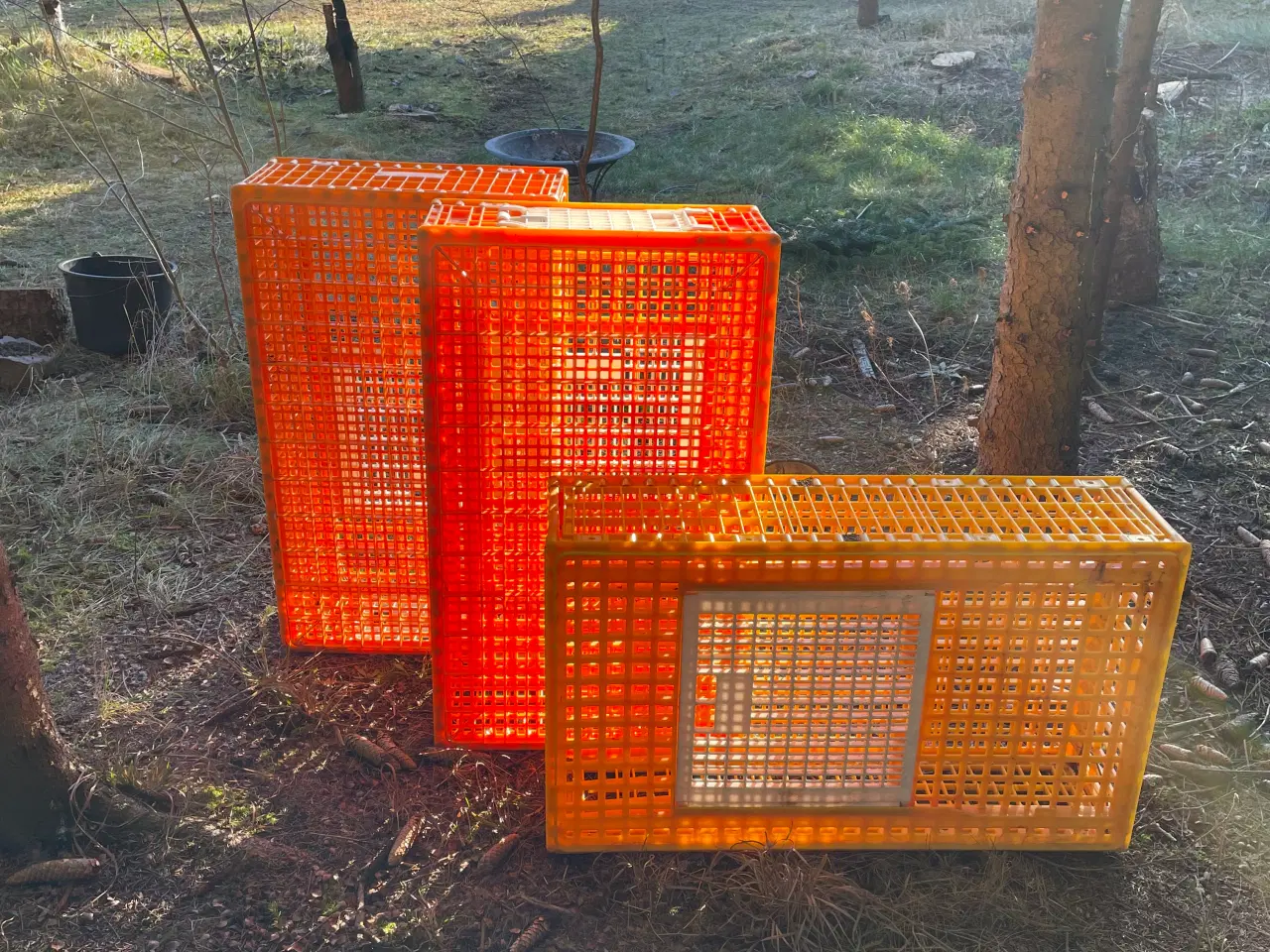 Billede 1 - Fasan transportkasser