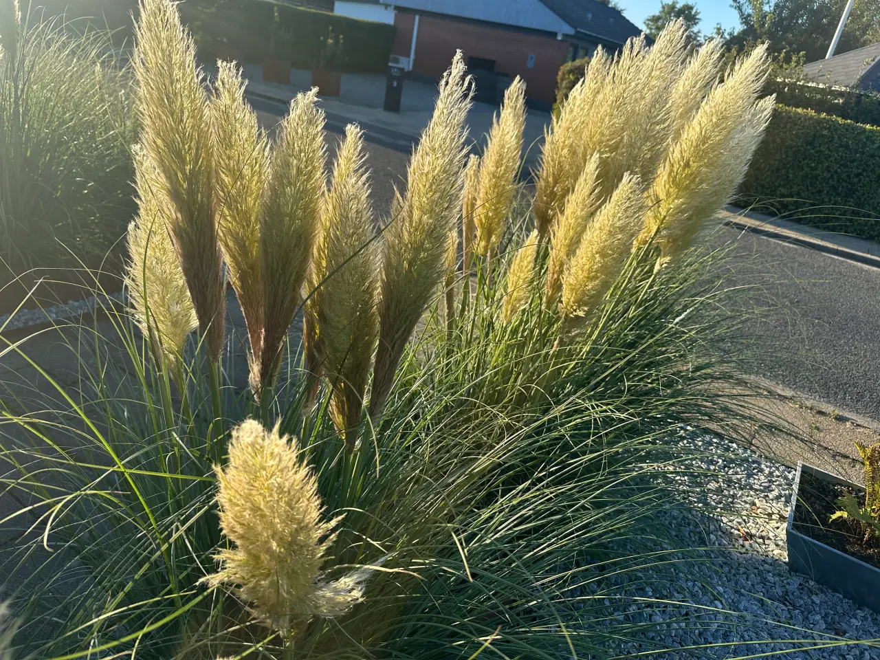 Billede 3 - Pampas græs spids/top