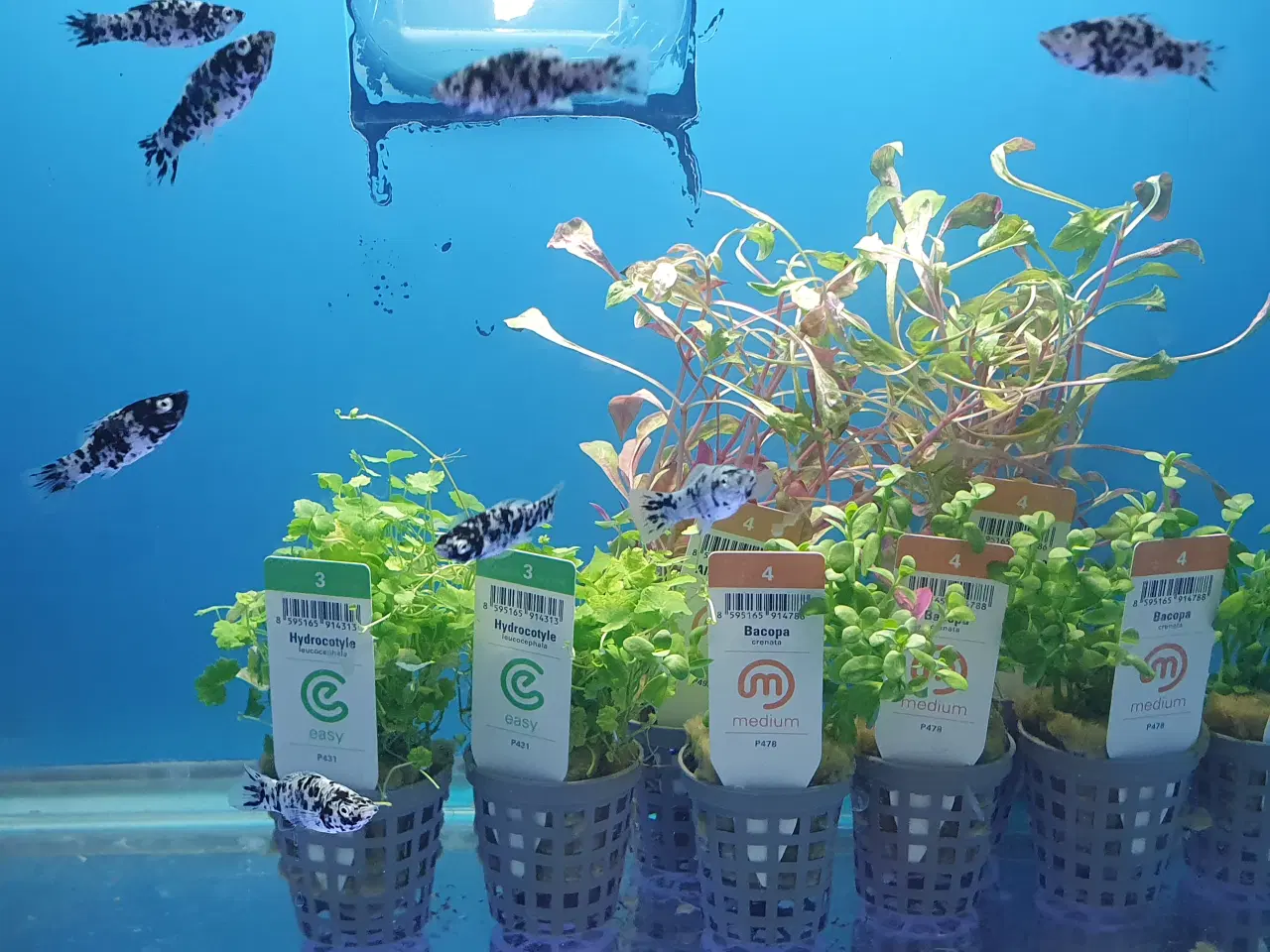 Billede 4 - Molly sølv marmor 