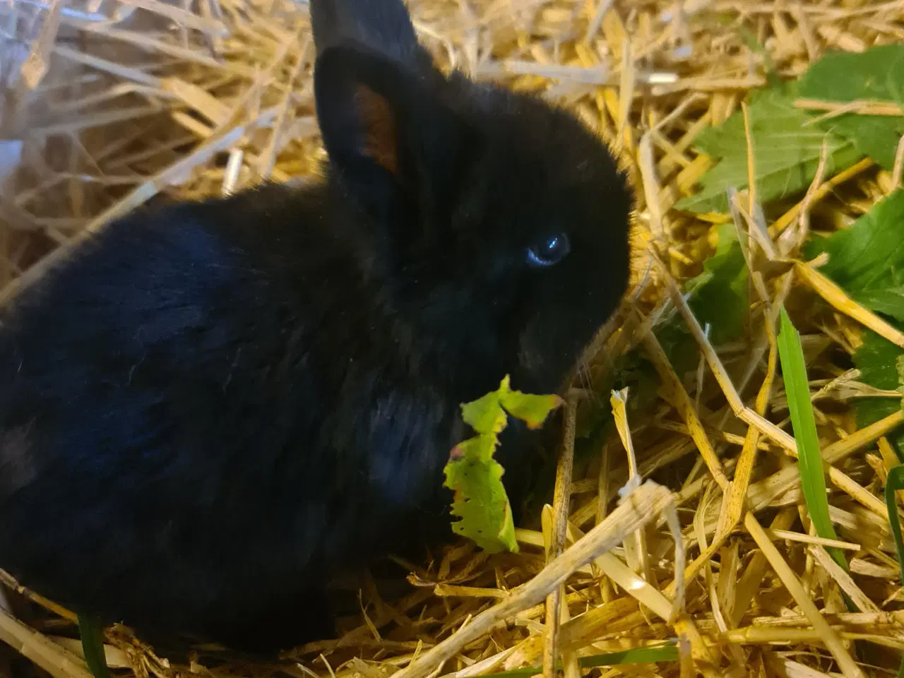 Billede 9 - Mini Lop, kanin unger 