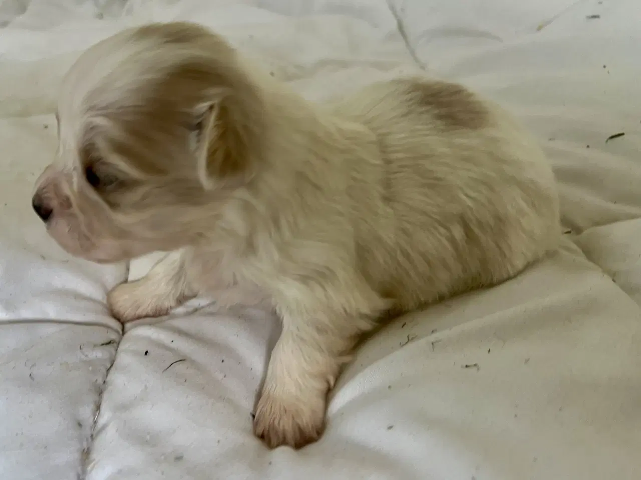 Billede 2 - Allergivenlig Shih Tzu / Bichon Havanais