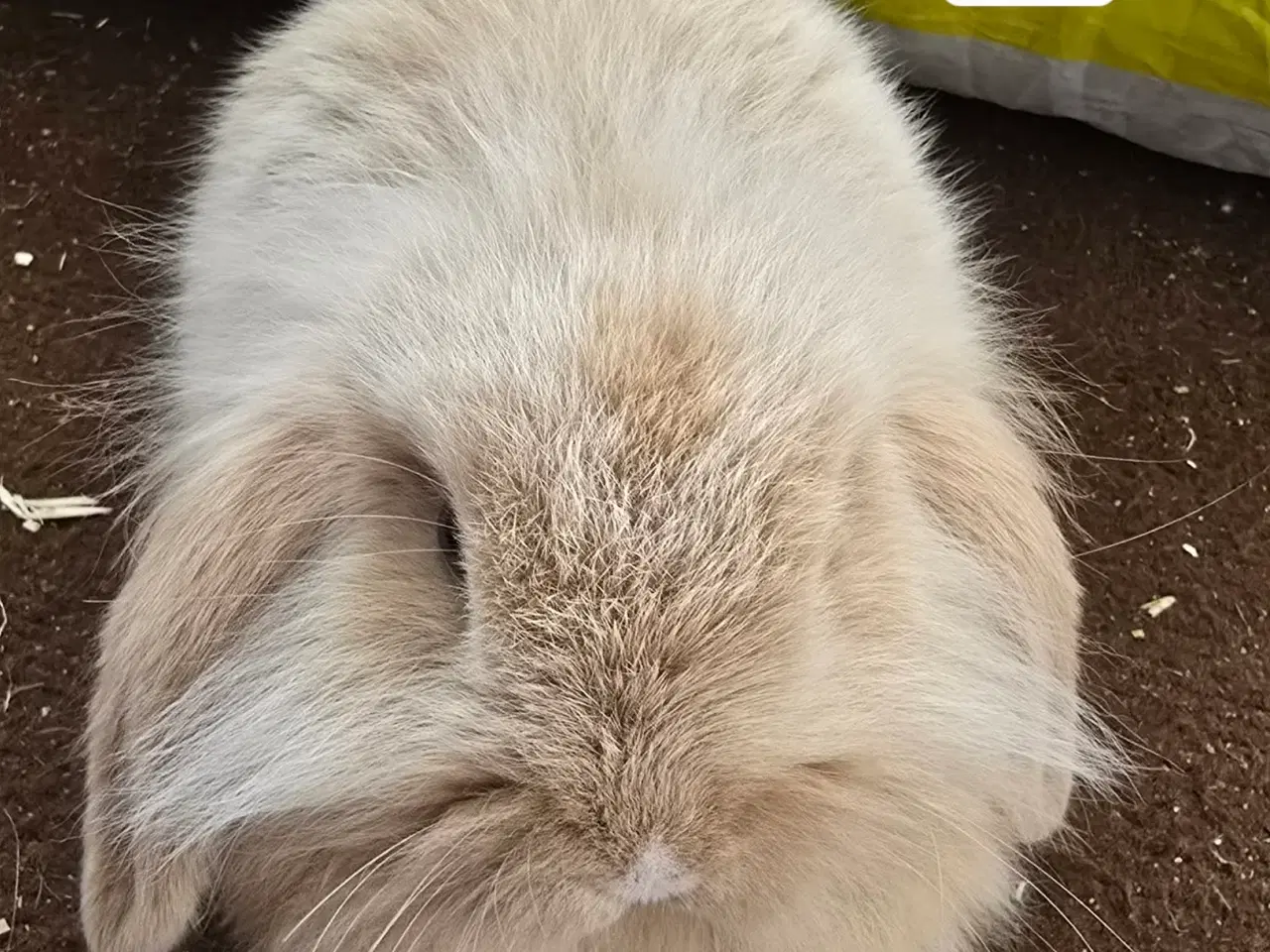 Billede 5 - 4 kælen og søde unger 