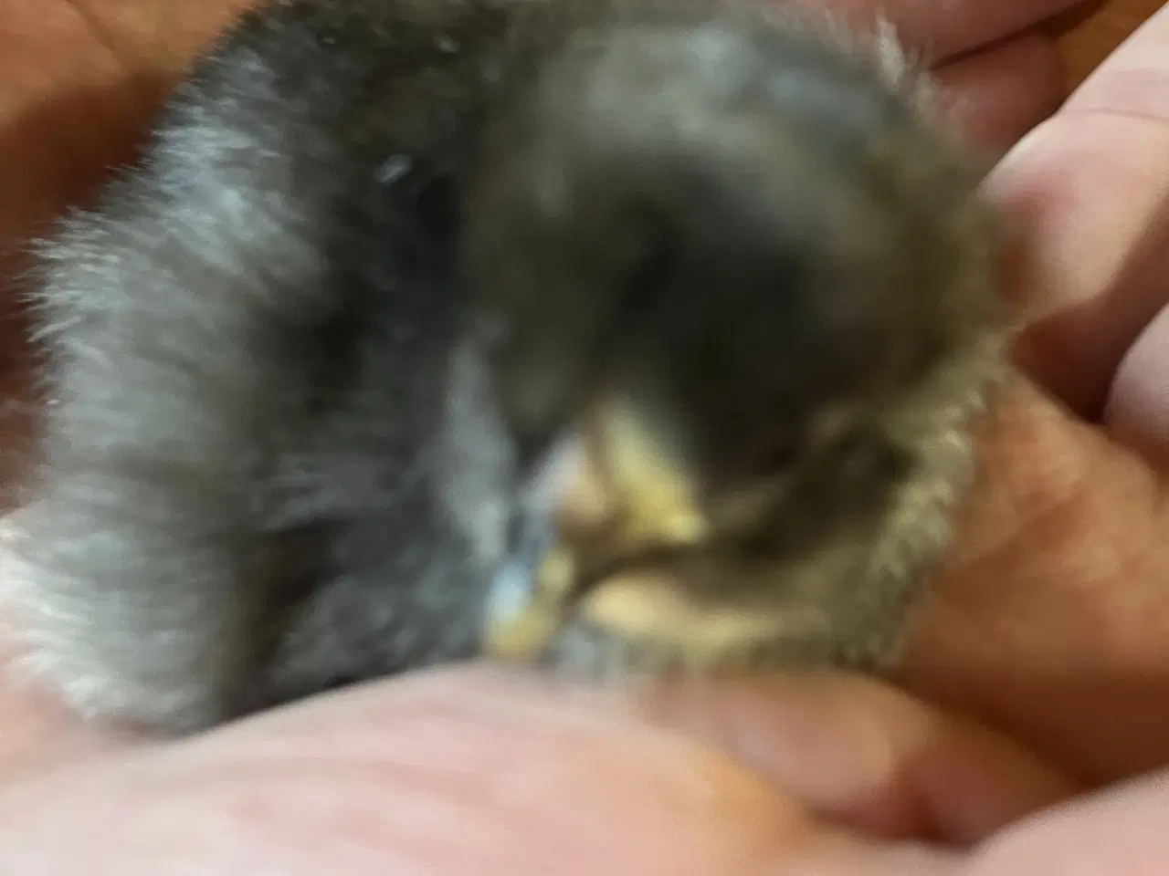 Billede 7 - Daggammel kyllinger 