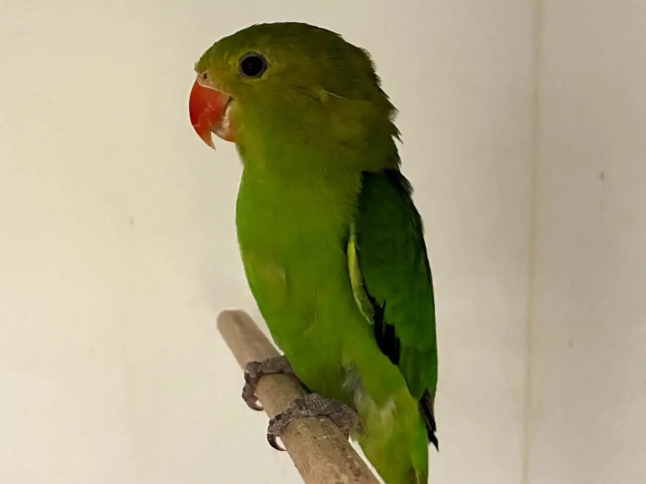 Billede 2 - Taranta Dværgpapegøje