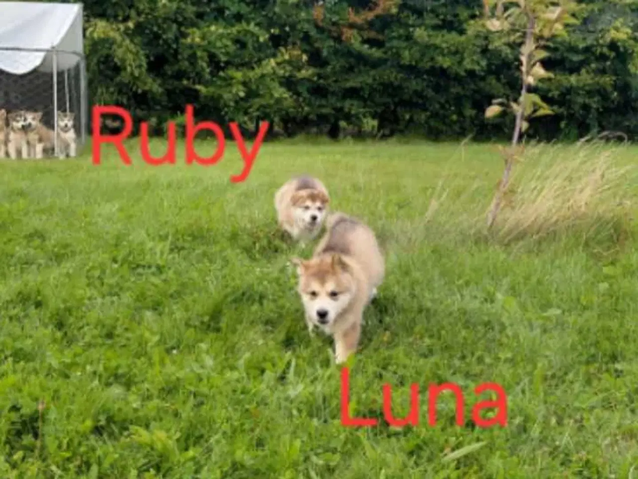 Billede 6 - Alaskan malamute hvalpe 
