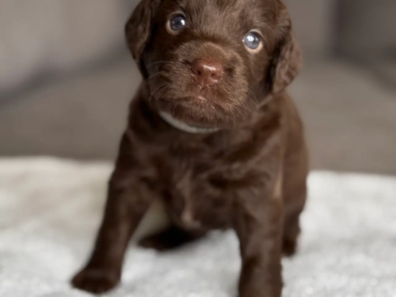Billede 4 - 🐾 Smukke Cockapoo-hvalpe søger kærlige hjem 🏡