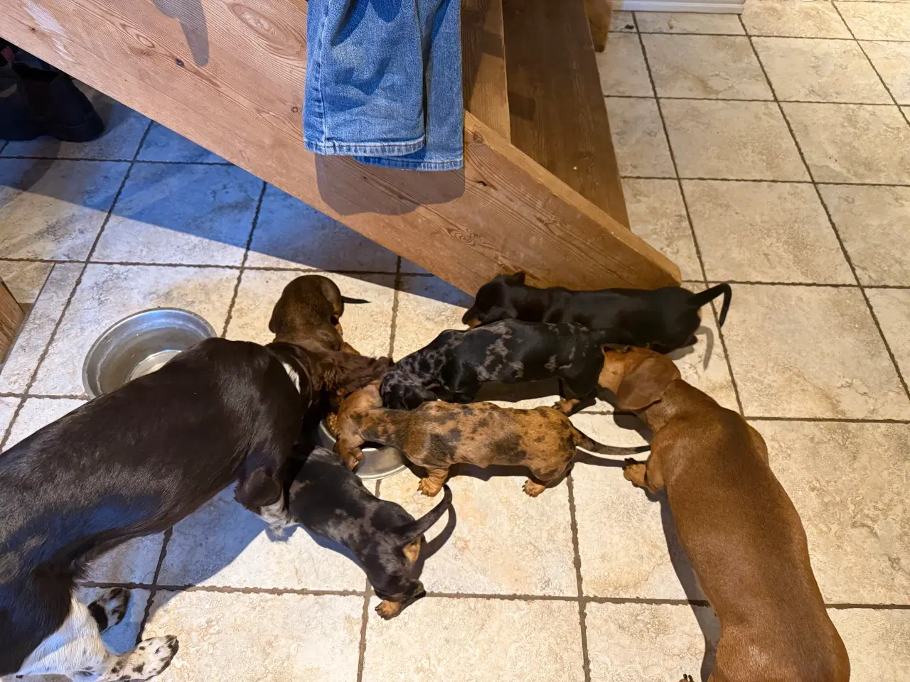 Billede 2 - Sunde og smukke korthårede gravhunde hvalpe 