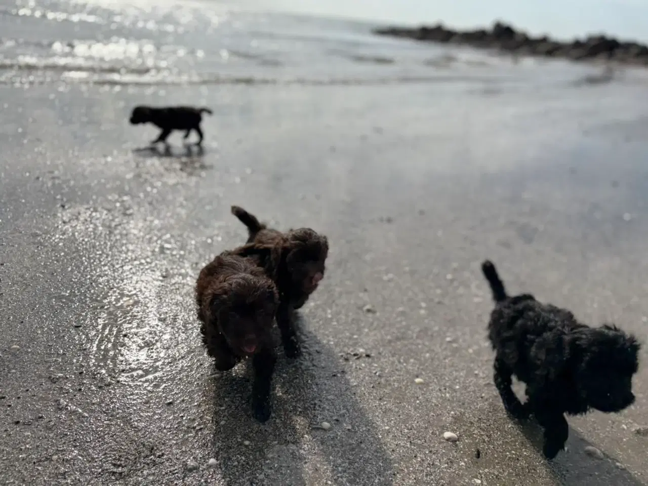 Billede 5 - 2 Generations Maltipoo