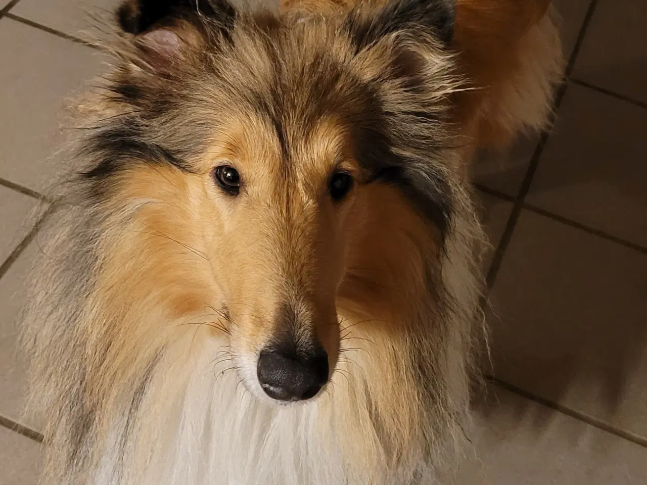 Billede 3 - Colliehan søges til parring. 