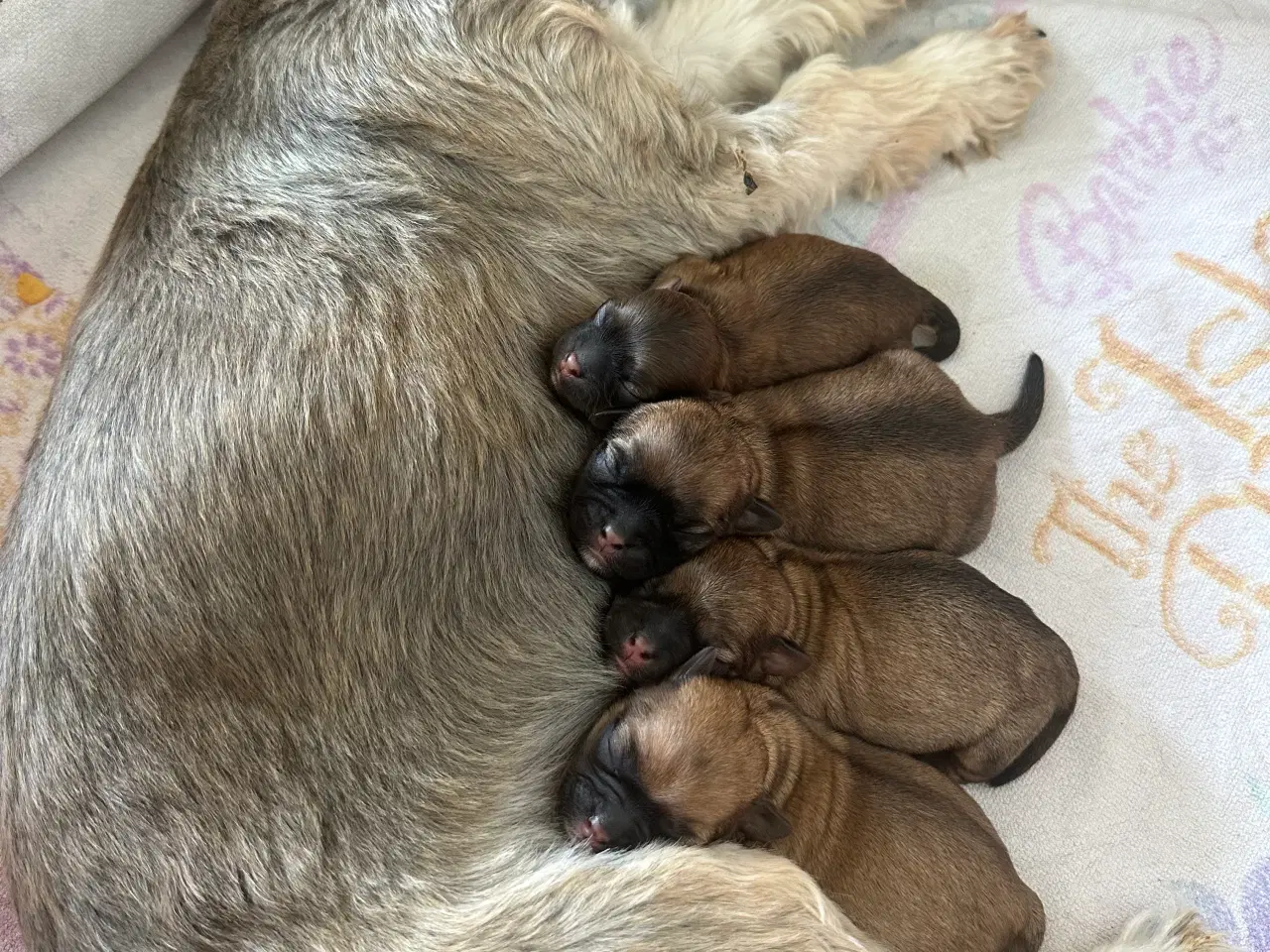 Billede 9 - Shih tzu blandinger 