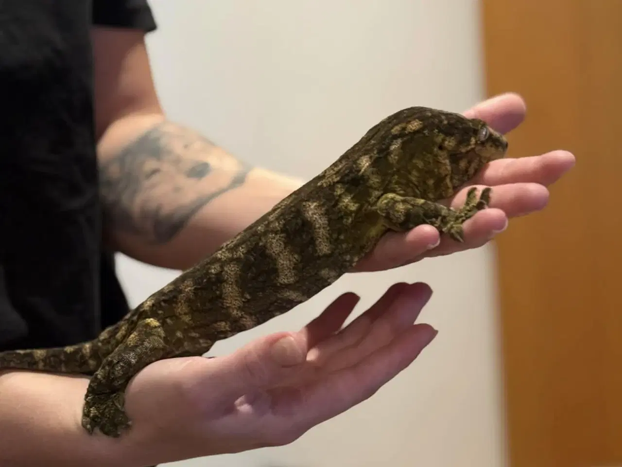 Billede 11 - Rhacodactylus leachianus (Nuu Ami-lokalitet) 0:1