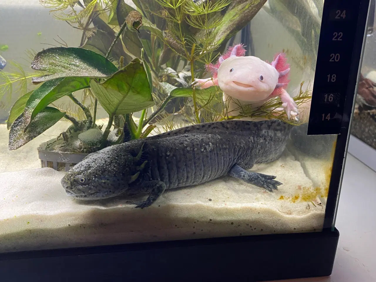 Billede 3 - 3 Axolotl med akvarie
