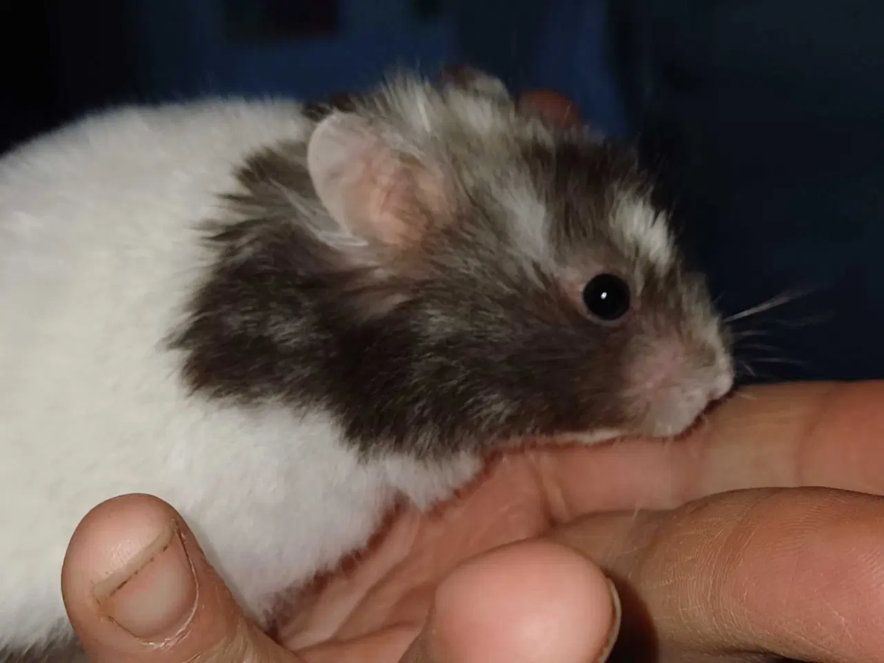 Billede 13 - Guldhamster unger