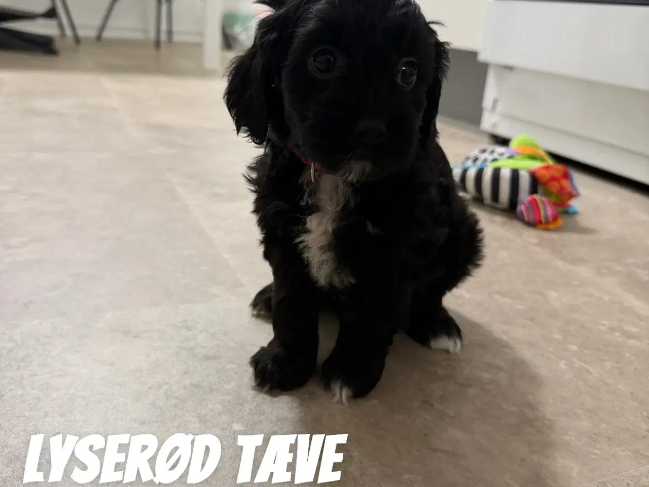 Billede 2 - Dejlige cavapoo hvalpe søger nyt hjem!