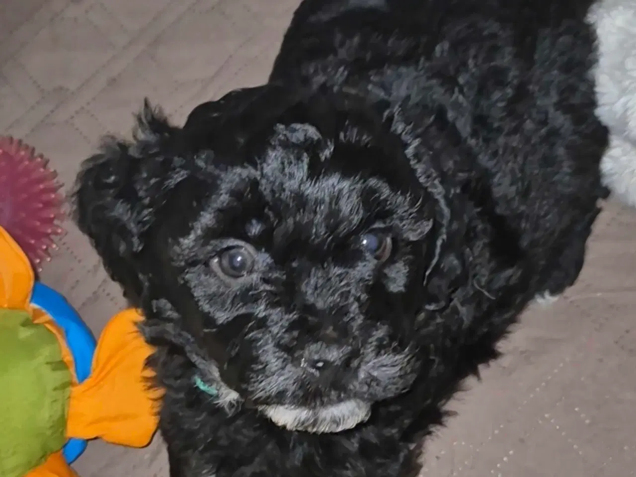 Billede 7 - Havapoo  F1-hvalpe