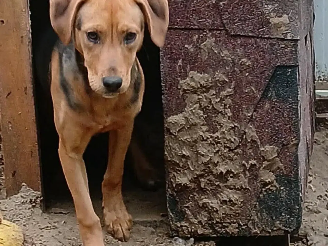 Billede 5 - Søde Minna søger sit 4ever hjem