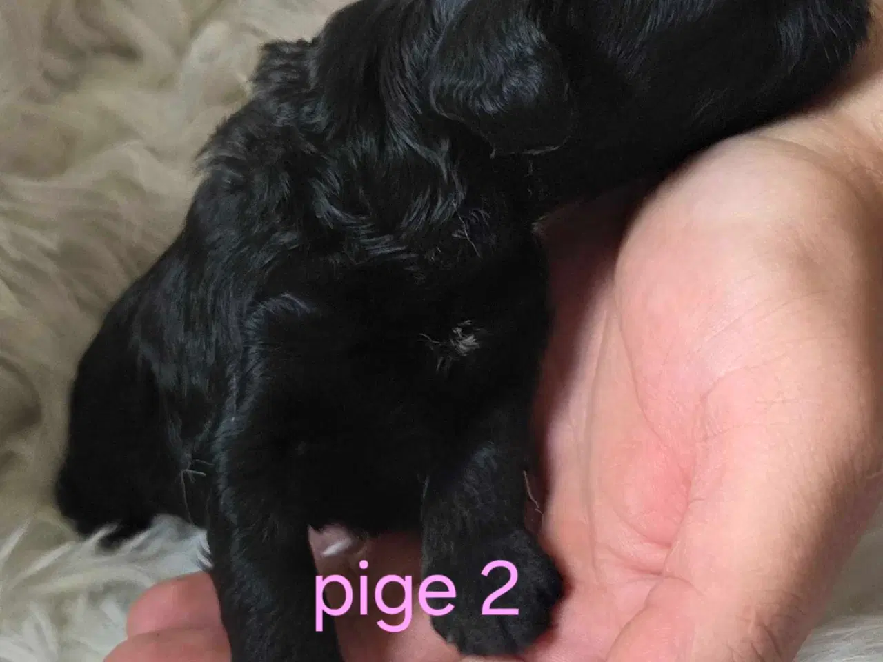 Billede 4 - F1b Cockapoo 