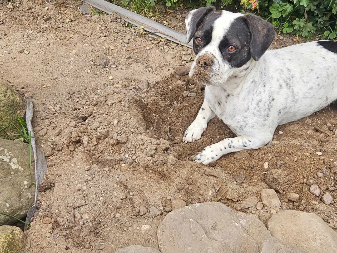 Billede 19 - Fransk bulldog og beagle blandinger født 30/10