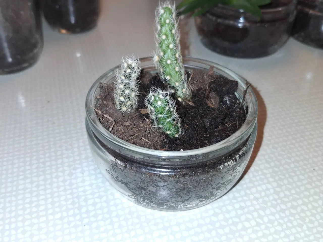 Billede 3 - Plante-børn: klar til nyt hjem