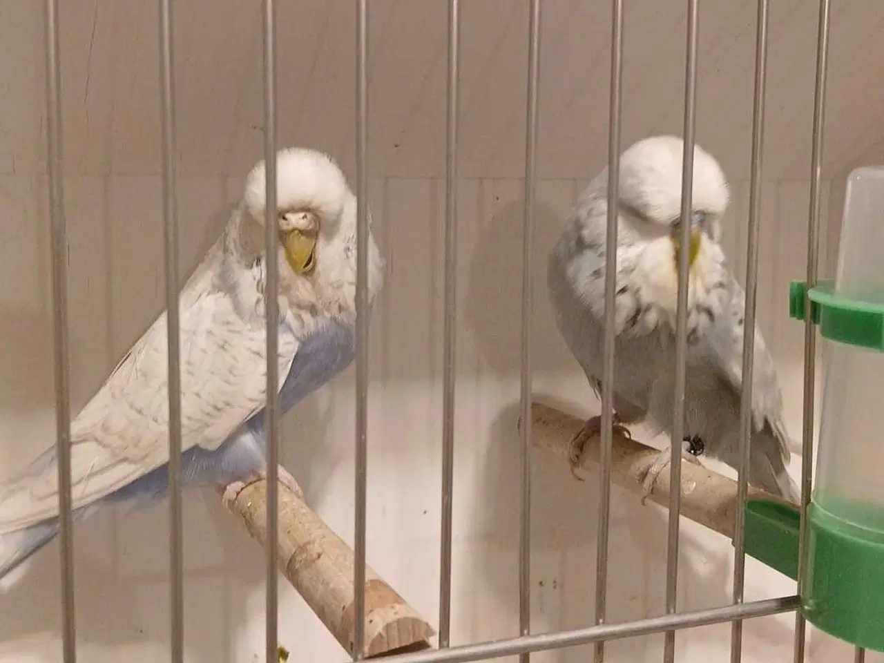 Billede 5 - 1 par Engelske undulater 