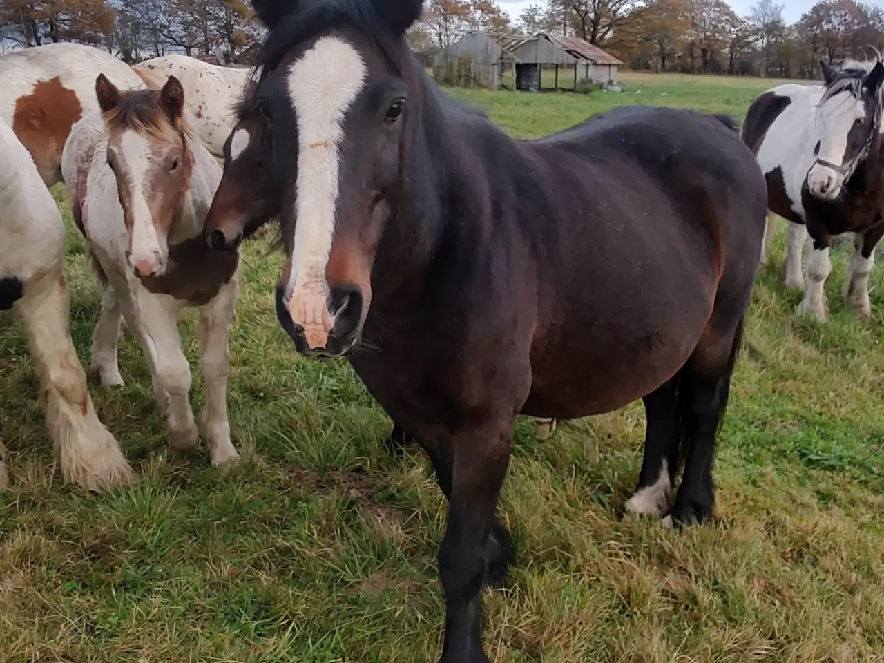 Billede 5 - Hoppeføl