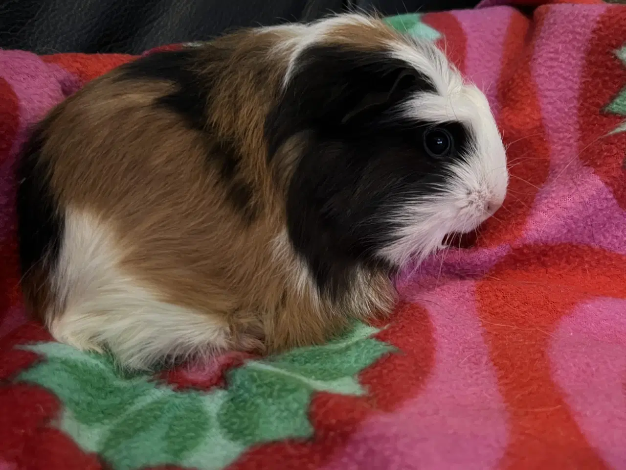 Billede 6 - Marsvin, unge, han