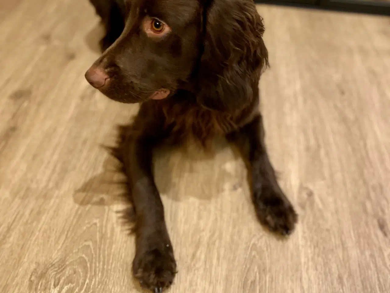 Billede 3 - Skøn Springer han på halvandet år