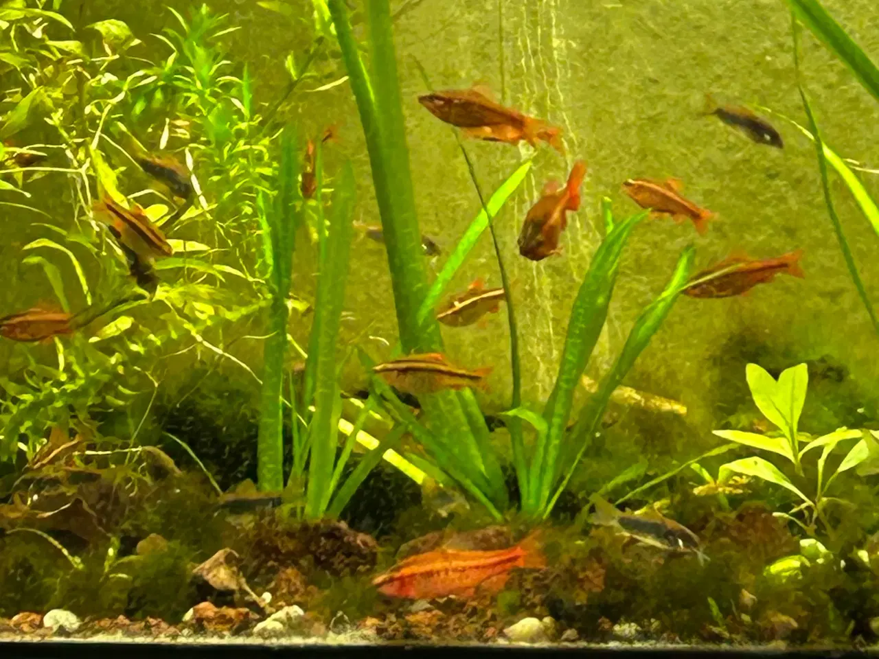 Billede 1 - 🐟🚨 Glødelys Rasbora – rolige og smukke stimefisk