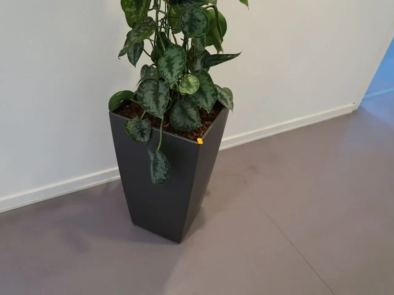 Billede 3 - Plante i krukke