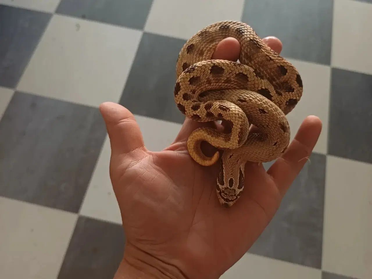Billede 3 - Slanger sælges 