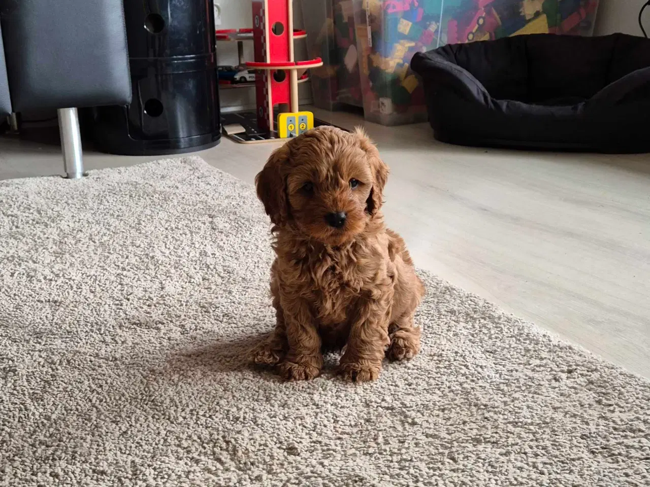 Billede 4 - Cavalier puddel 