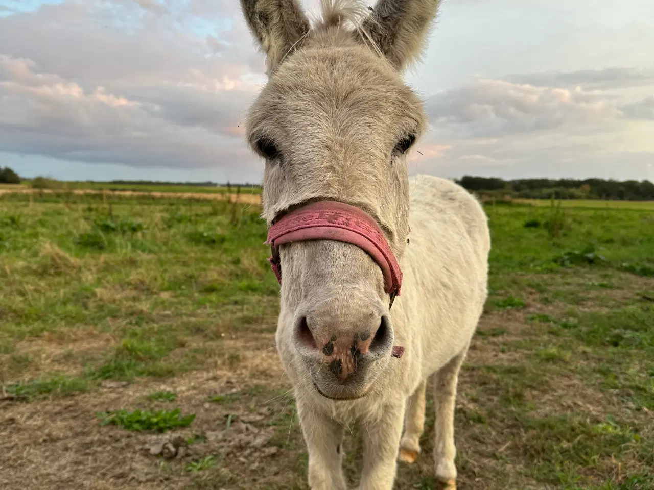 Billede 3 - To skønne æsler sælges