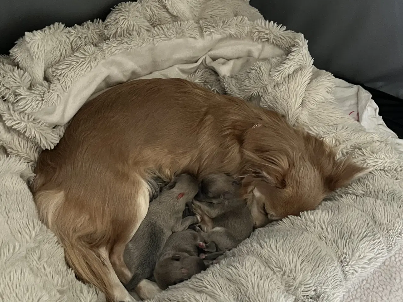 Billede 10 - Kærlighed og Charme: Skønne Pomchi-Hvalpe