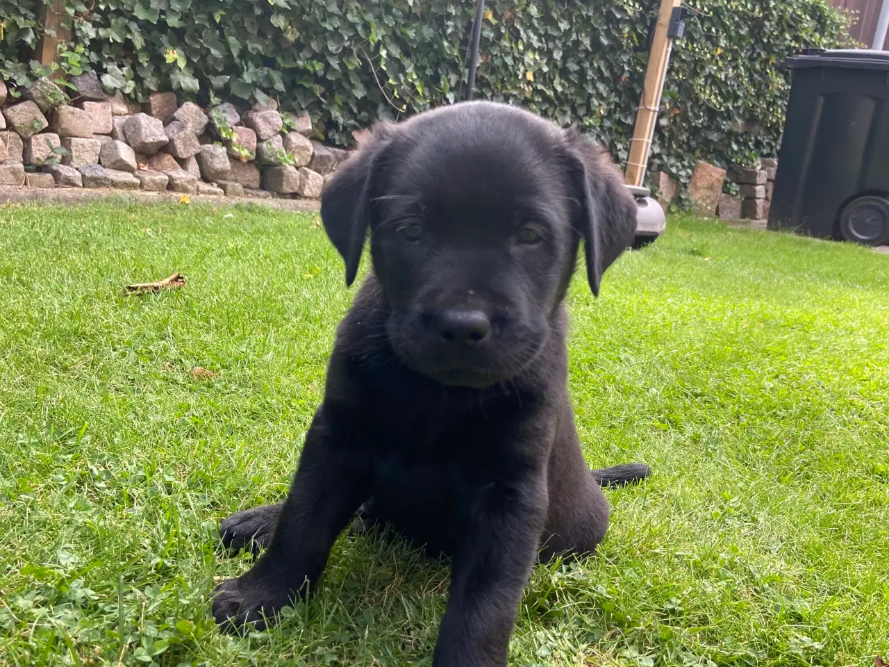Billede 4 - Labrador (75%)/rottweiler (25%) blandinger 