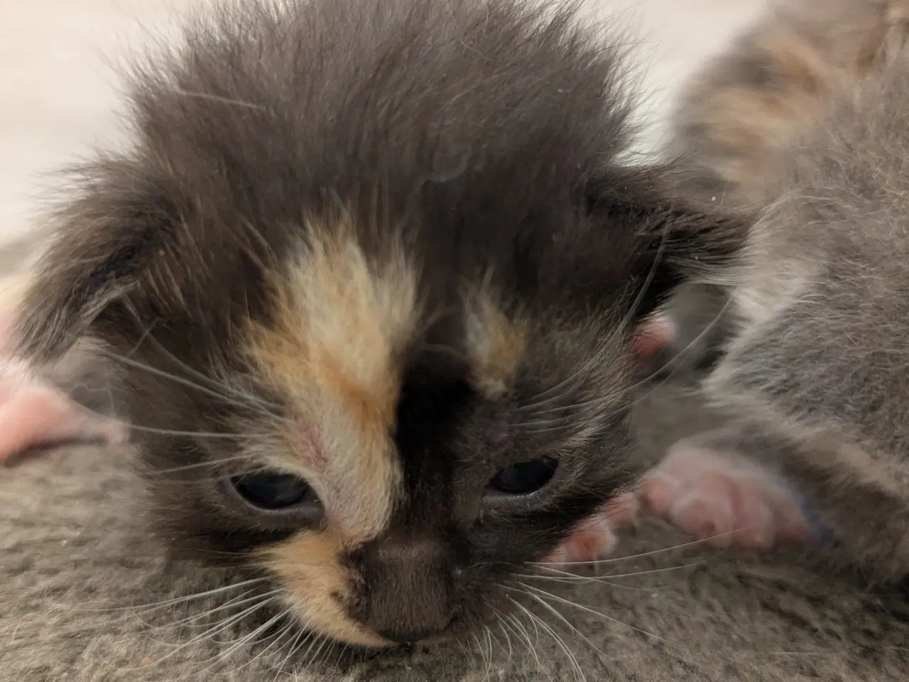 Billede 2 - Maine coon mix