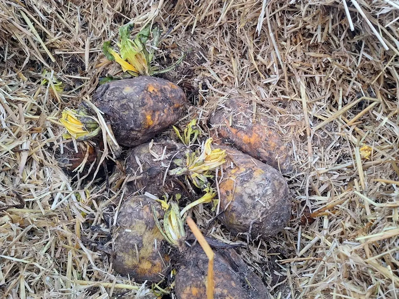 Billede 5 - Roer/Foderroer