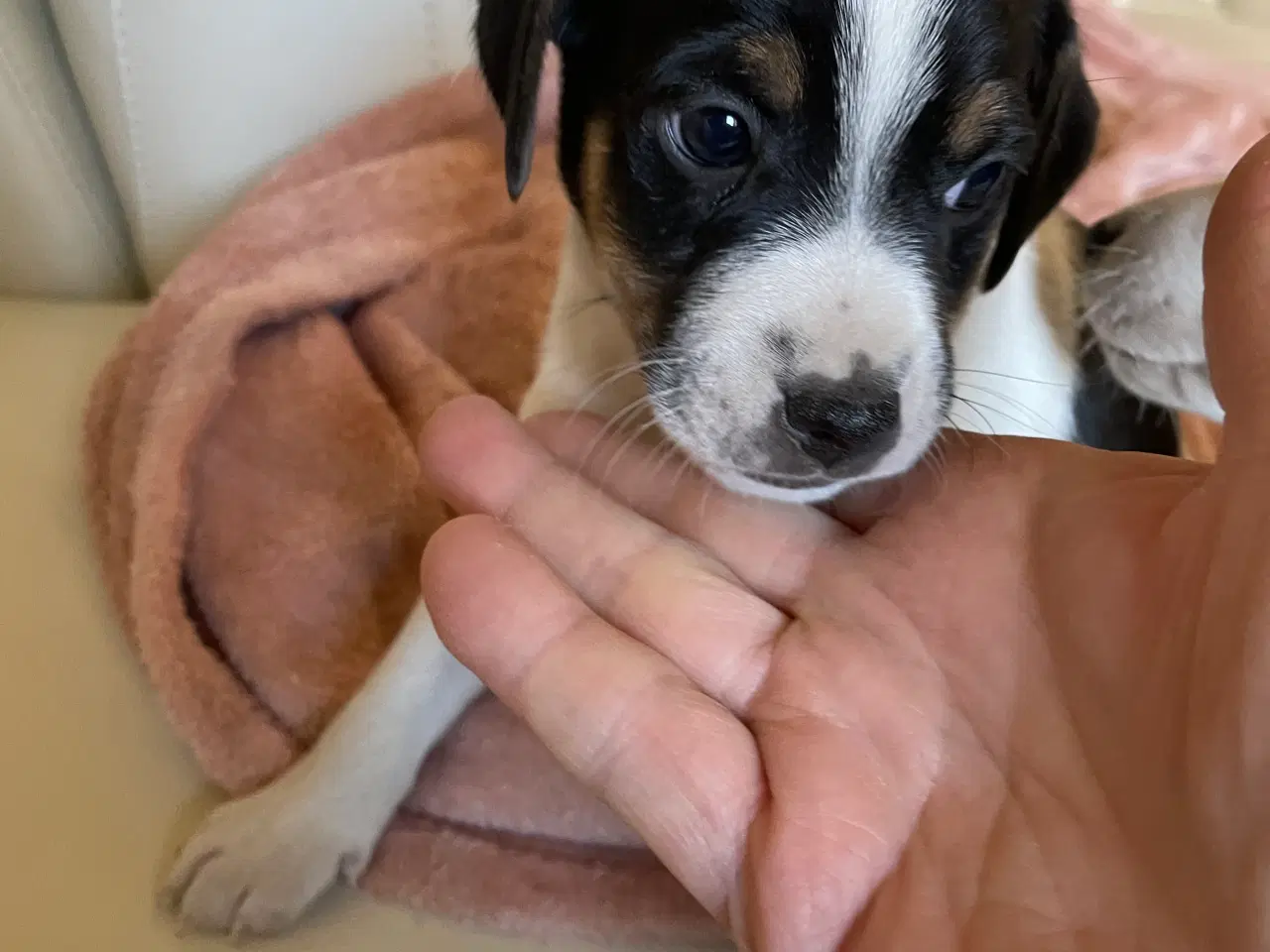 Billede 1 - Dansk/svensk Gårdhund 