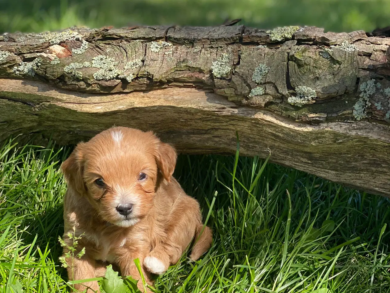Billede 6 - Maltipoo / cotonpoo hvalpe