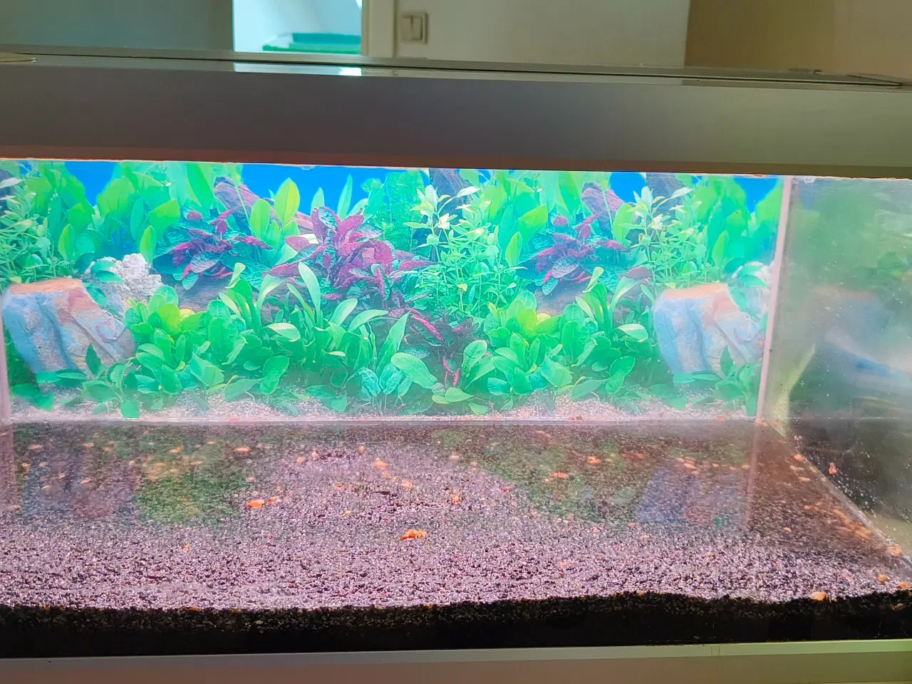 Billede 1 - 54 liters Akvastabil Family akvarie