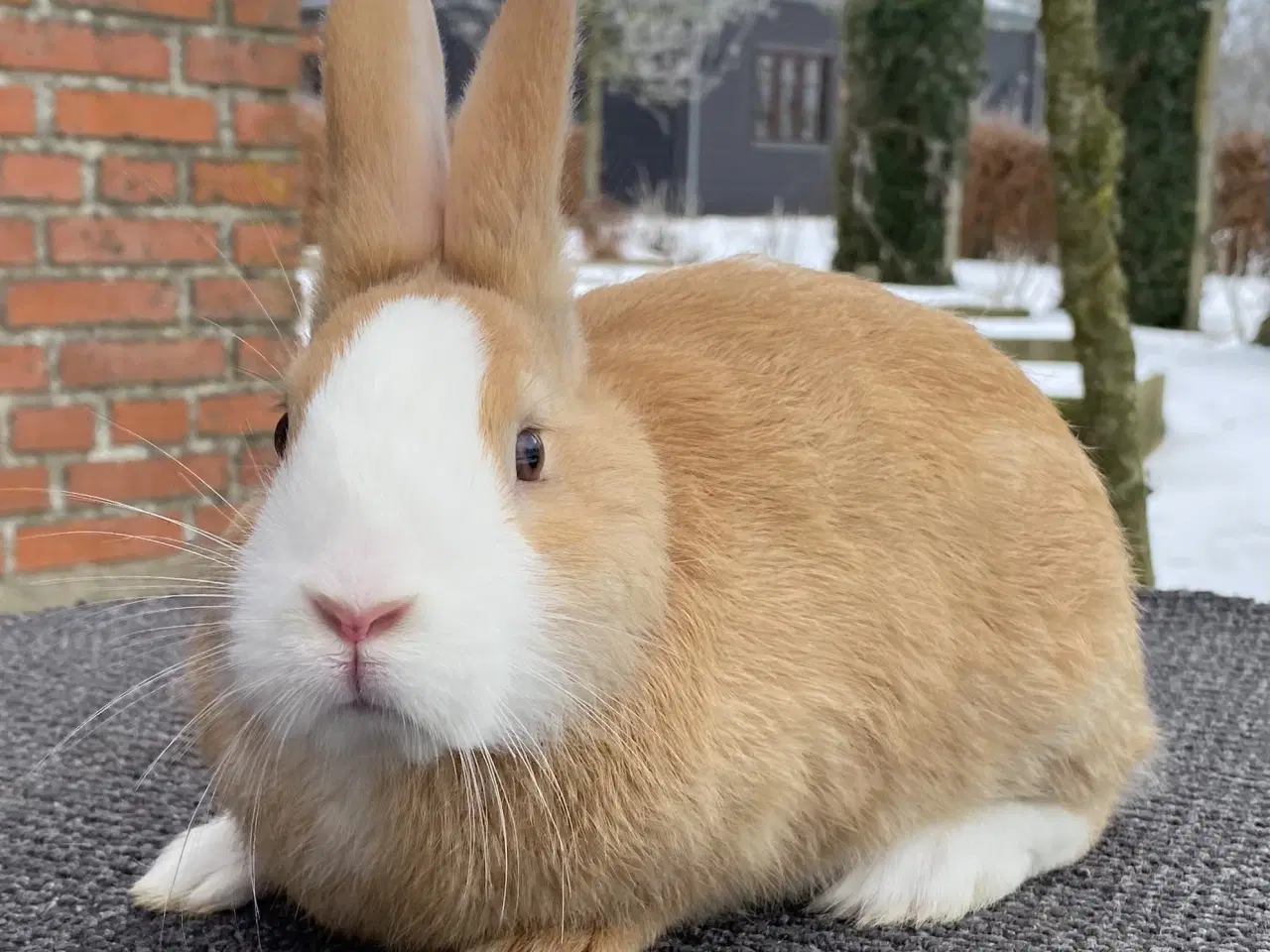 Billede 12 - HOLLÆNDER HAN MADAGASCAR