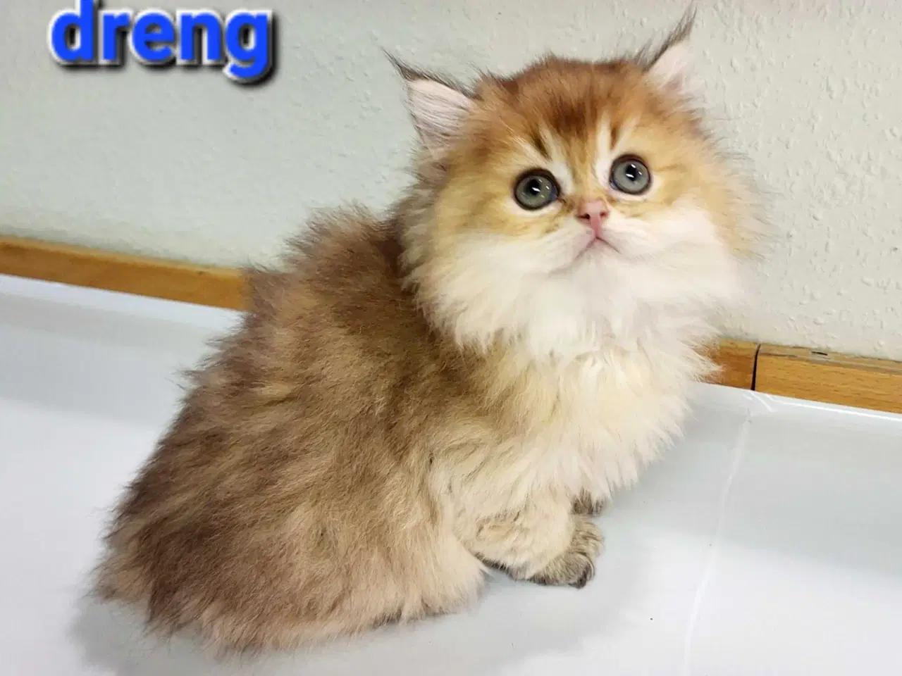 Billede 1 - British longhair med stamtavle 